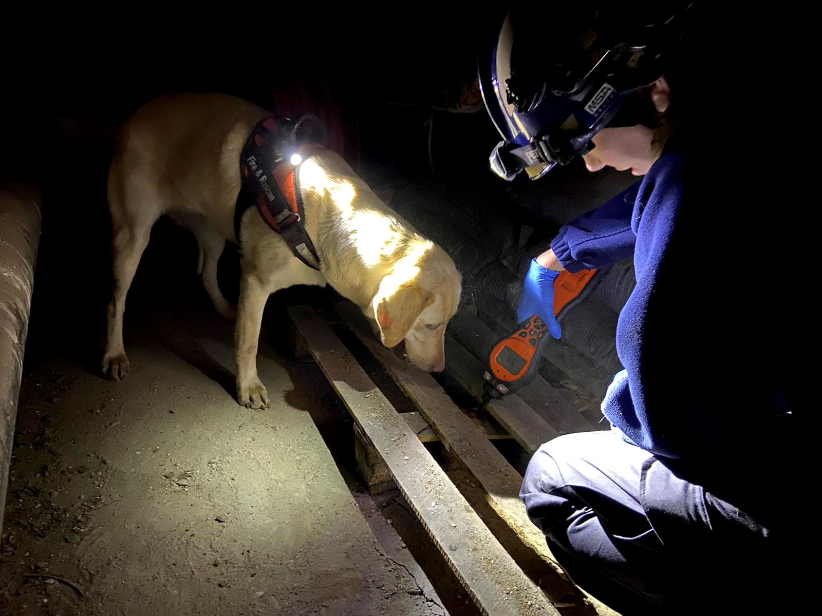 Dogs & Tigers: The Perfect Combination for Fire Investigation
